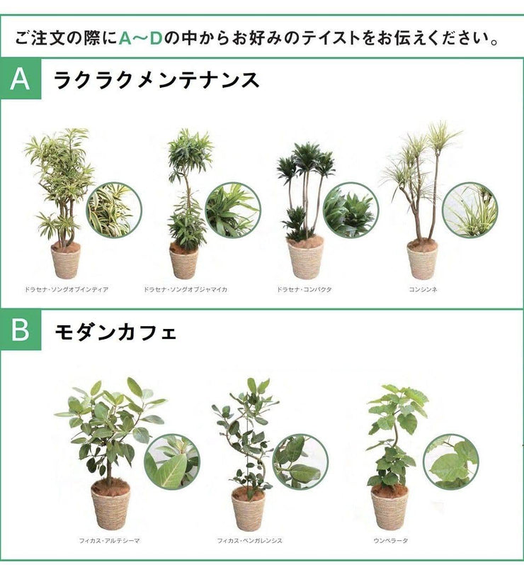 ギフト用観葉植物セット（L）-BLOOM&STRIPESオンラインショップ