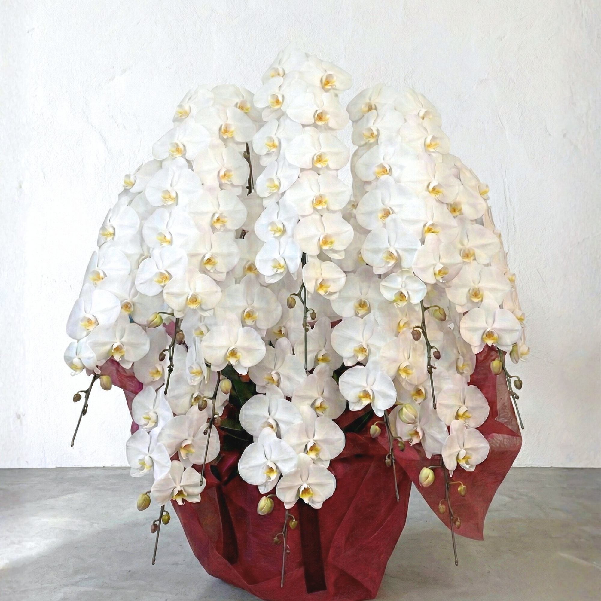 胡蝶蘭〈白・特注品〉