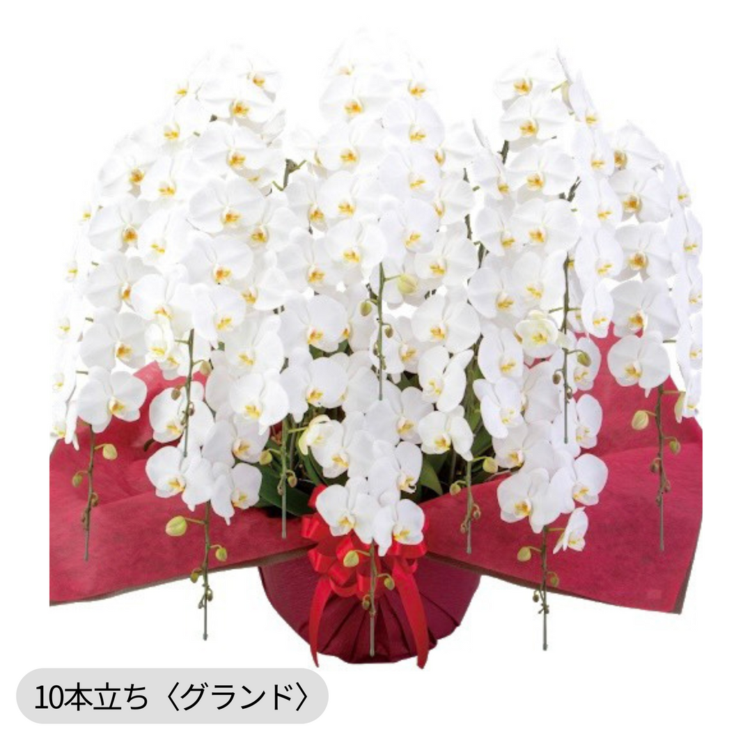 10本立ち胡蝶蘭 10本立ち胡蝶蘭