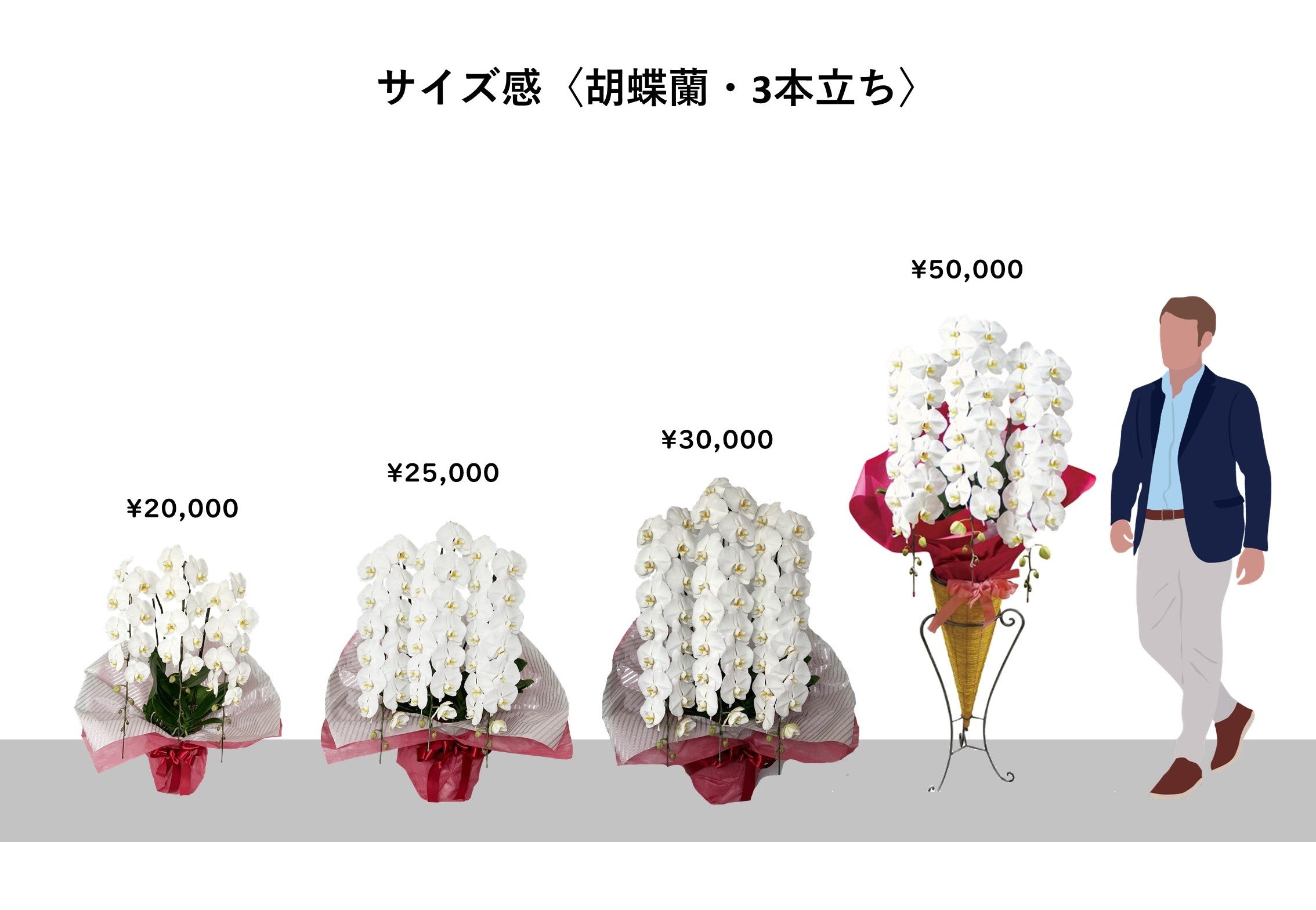 胡蝶蘭〈白・3本立ち〉