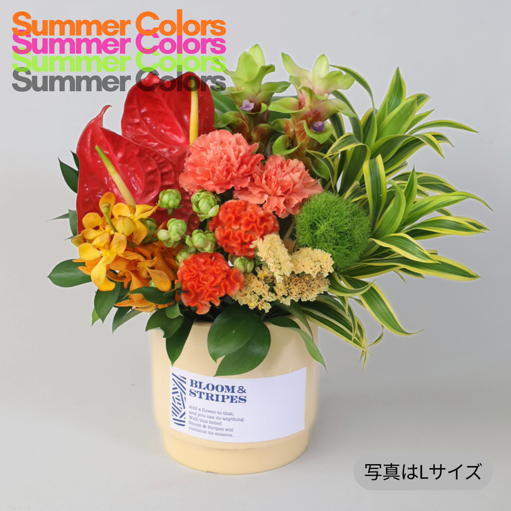 夏 アレンジメント 父の日 お中元｜上品な花ギフトならBLOOM&STRIPES