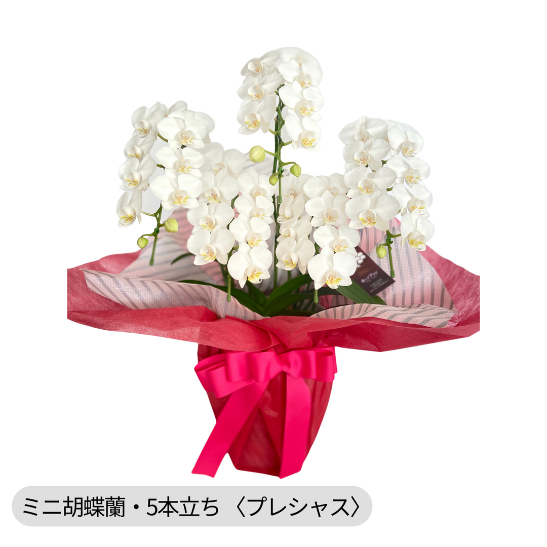 チャチャ1964様専用 胡蝶蘭 生花鉢 5本立ち 白胡蝶蘭鉢（5