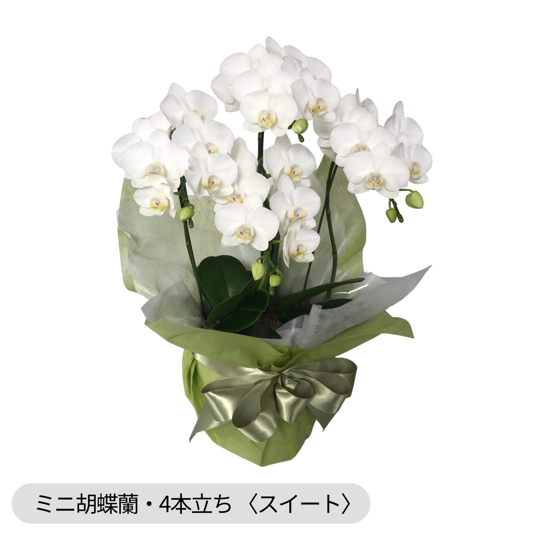 お祝い/仏事に】ミニファレ胡蝶蘭*場所を選ばず喜ばれるサイズ お祝い/仏事に】ミニファレ胡蝶蘭*場所を選ばず喜ばれるサイズ