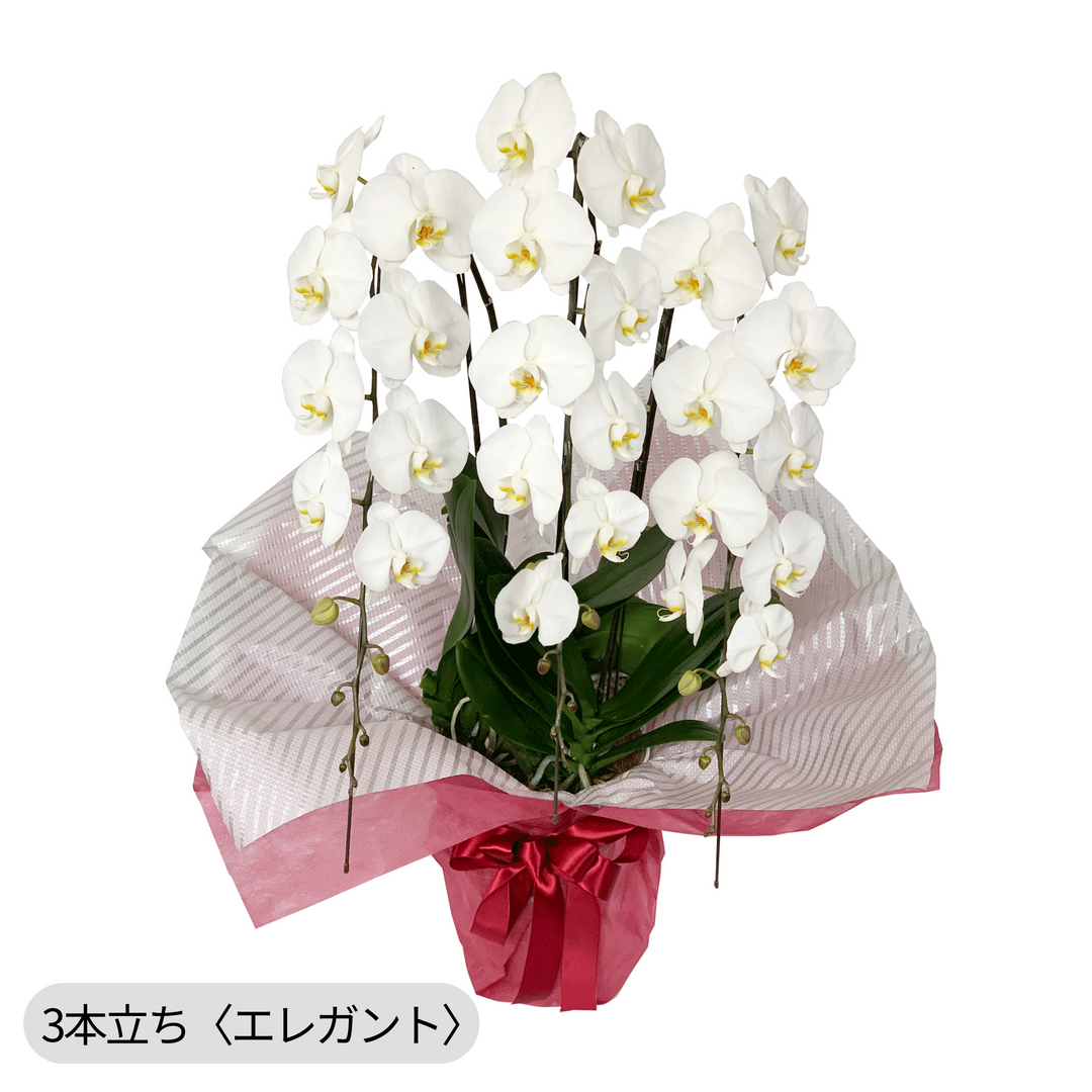 専用 3本立ちホワイト胡蝶蘭クレイフラワー 3本立ち胡蝶蘭（45輪