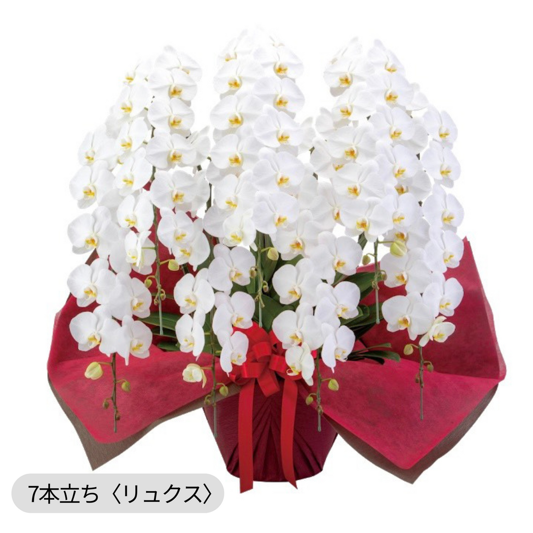 10本立ち胡蝶蘭