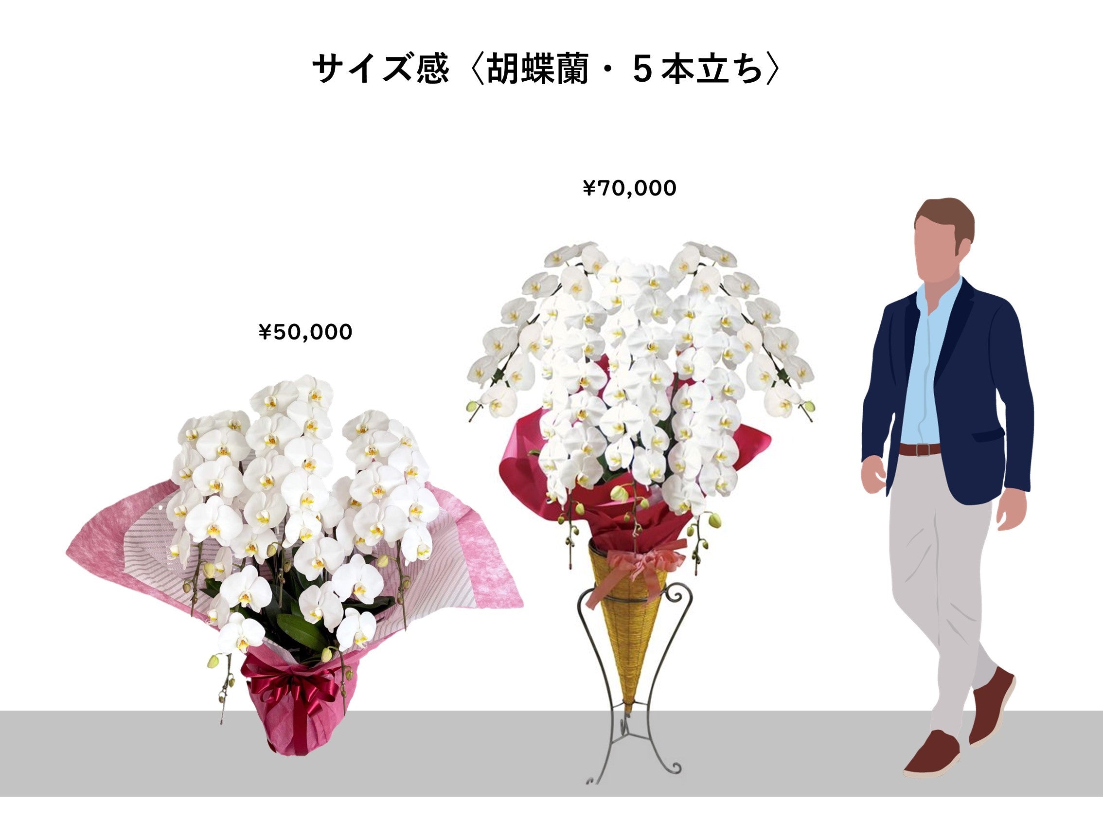 胡蝶蘭〈白・5本立ち〉