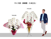 胡蝶蘭〈白・5本立ち〉