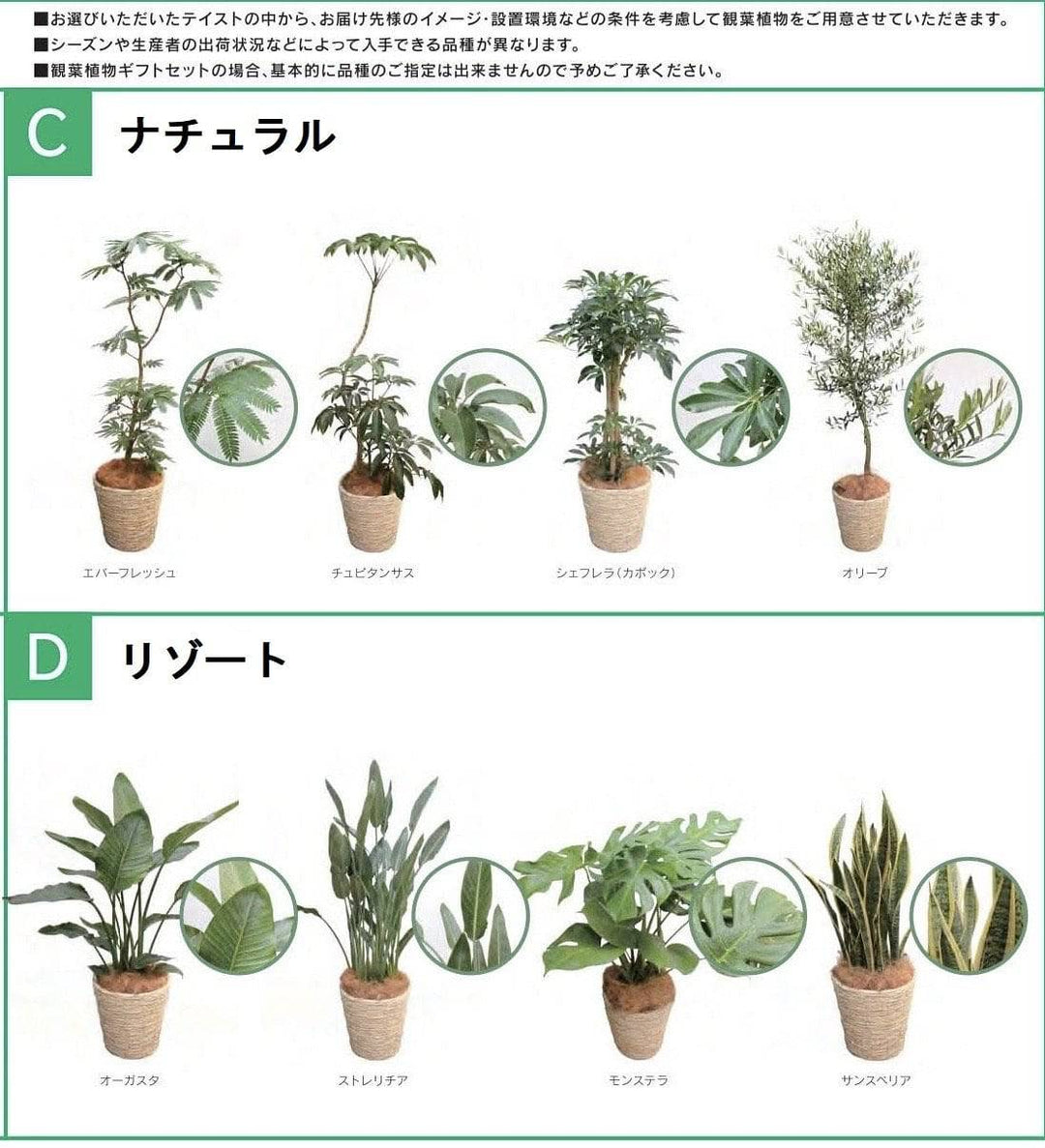 観葉植物ギフトセット（S）