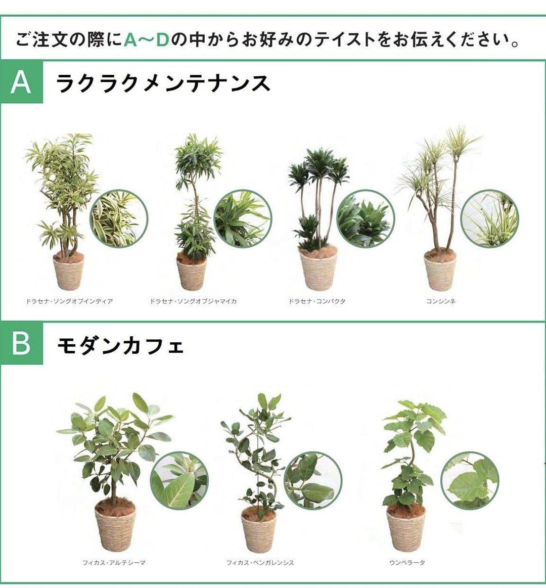 観葉植物ギフトセット（S）
