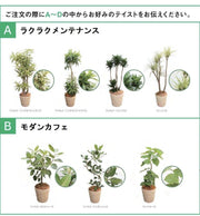 ギフト用観葉植物セット（M）-BLOOM&STRIPESオンラインショップ