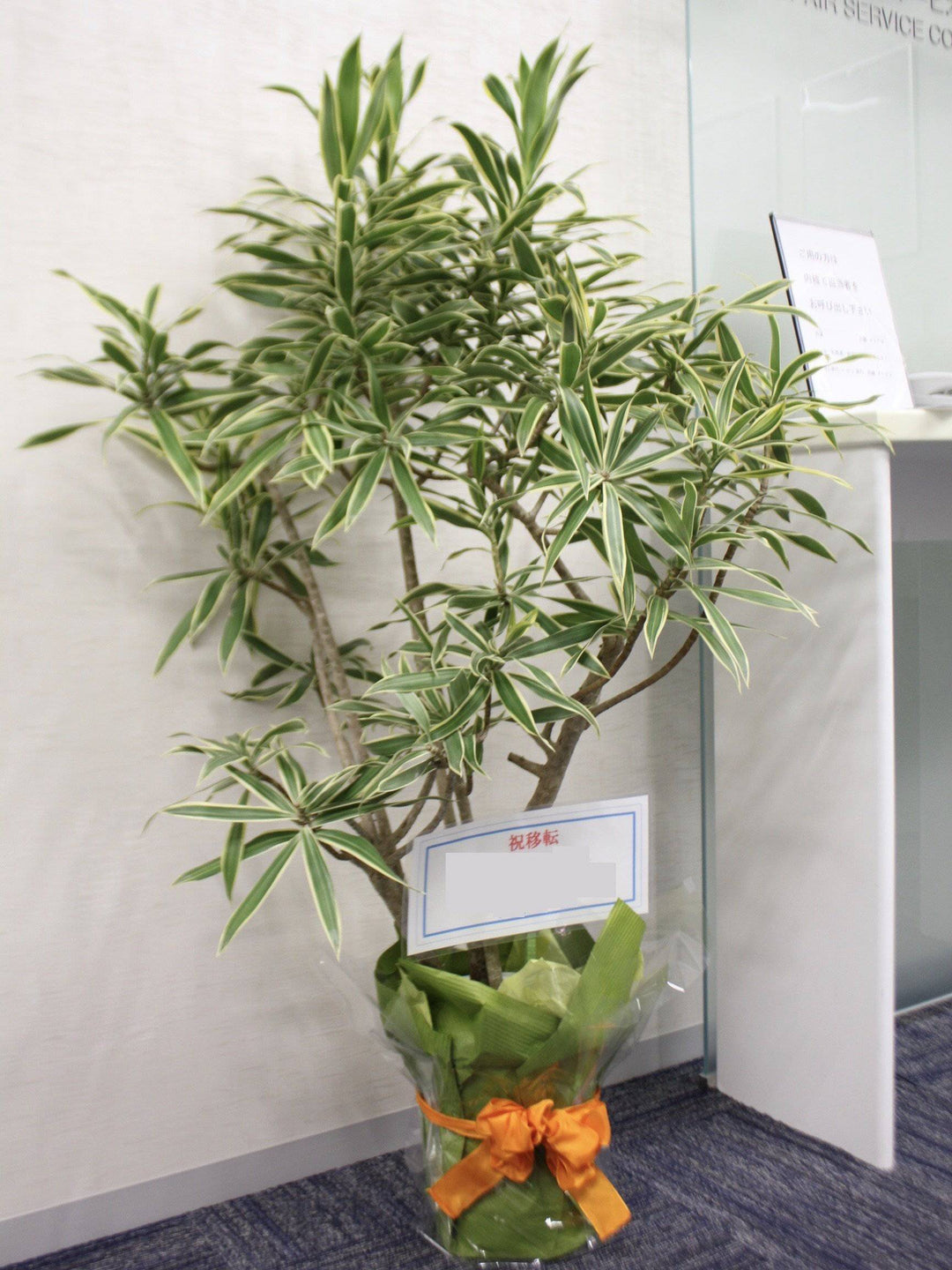 観葉植物ギフトセット（S）