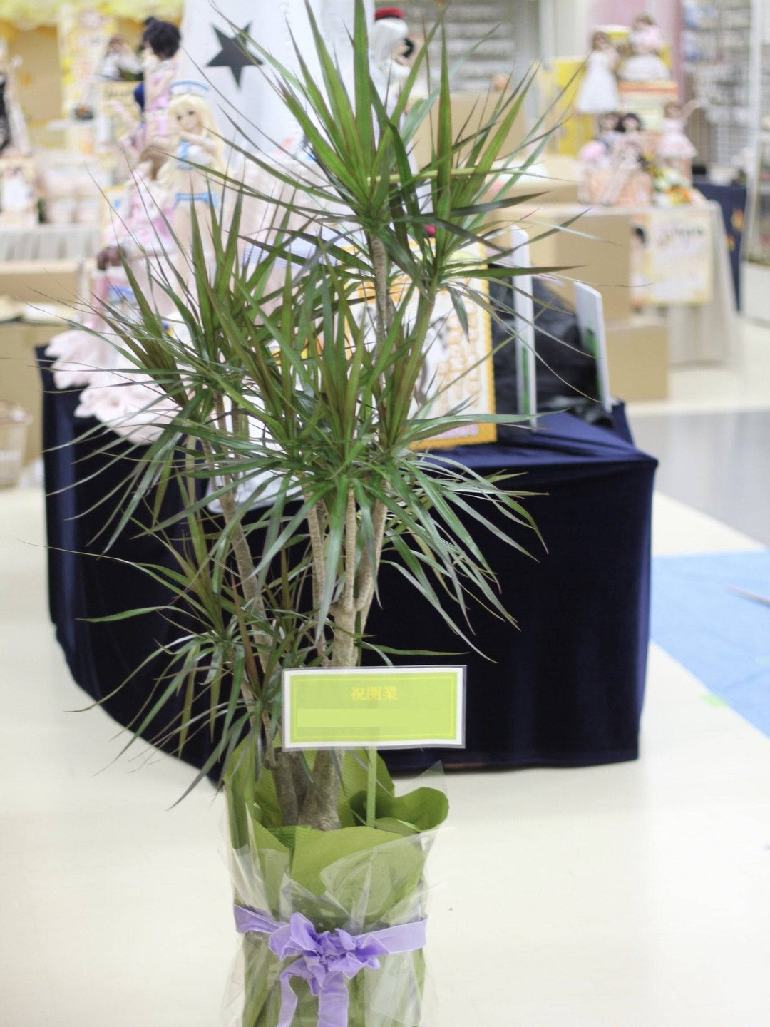 観葉植物ギフトセット（S）