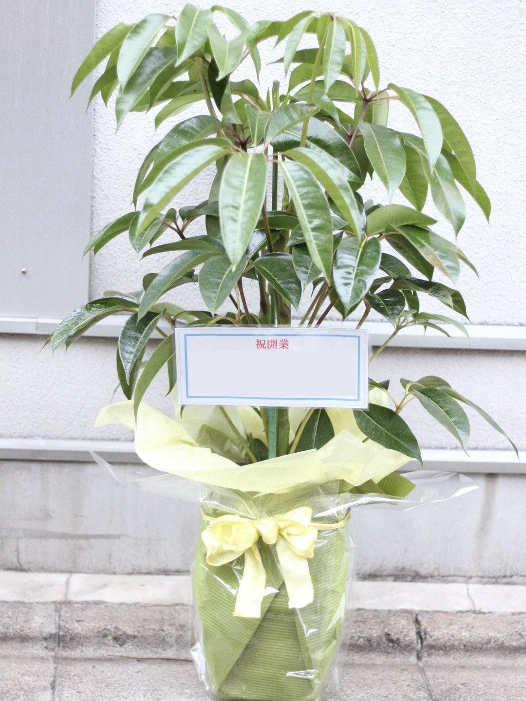 観葉植物ギフトセット（S）