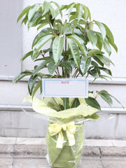 ギフト用観葉植物セット（S）-BLOOM&STRIPESオンラインショップ